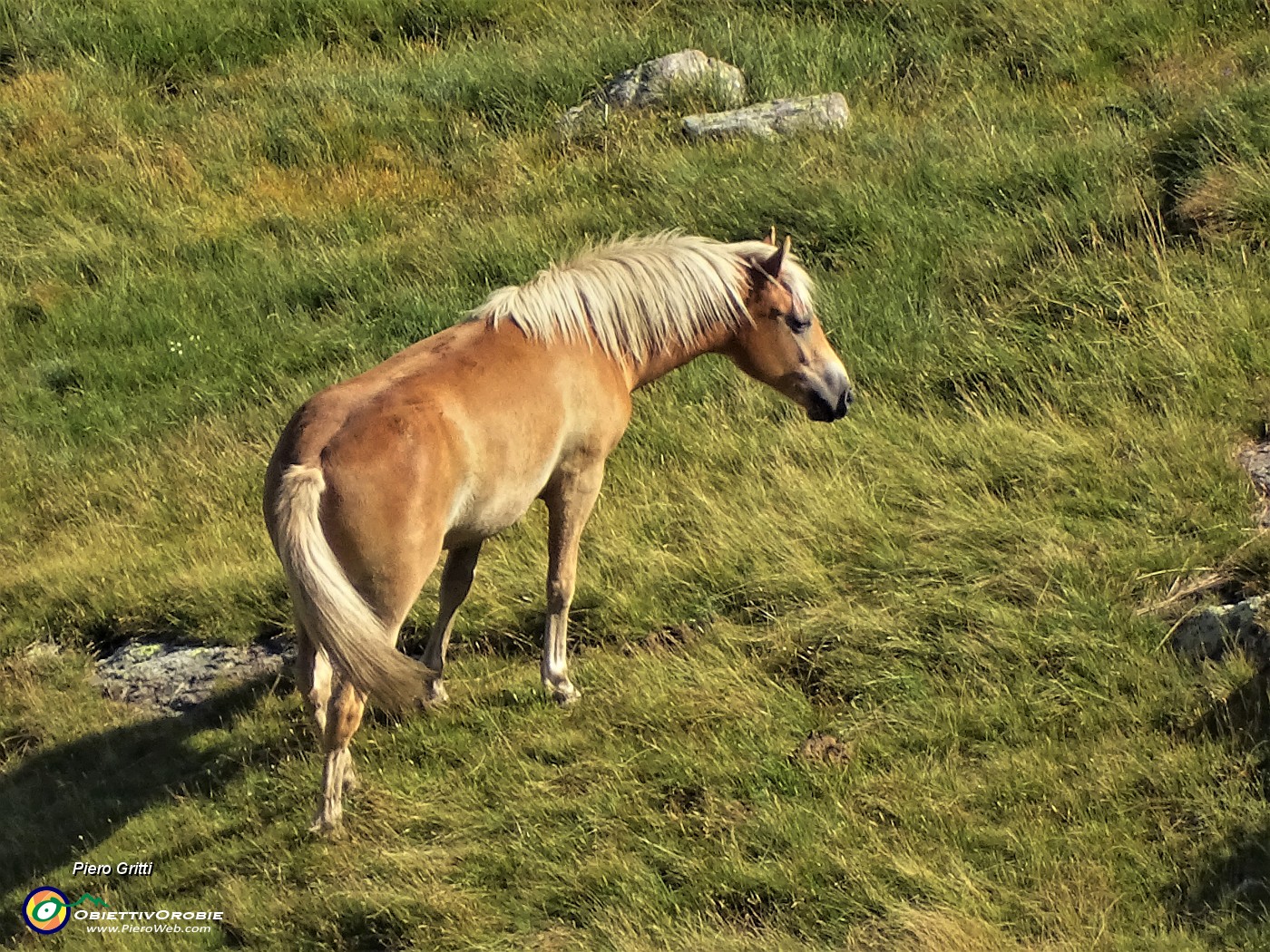 33 Cavallo al pascolo in Val Bomino.JPG